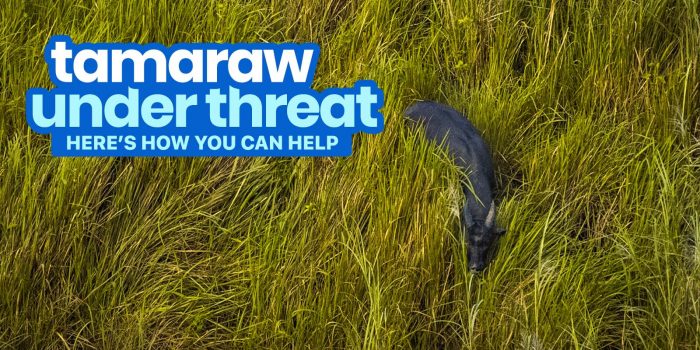 THE TAMARAW IS UNDER THREAT: Here’s How We Can Help Save Them