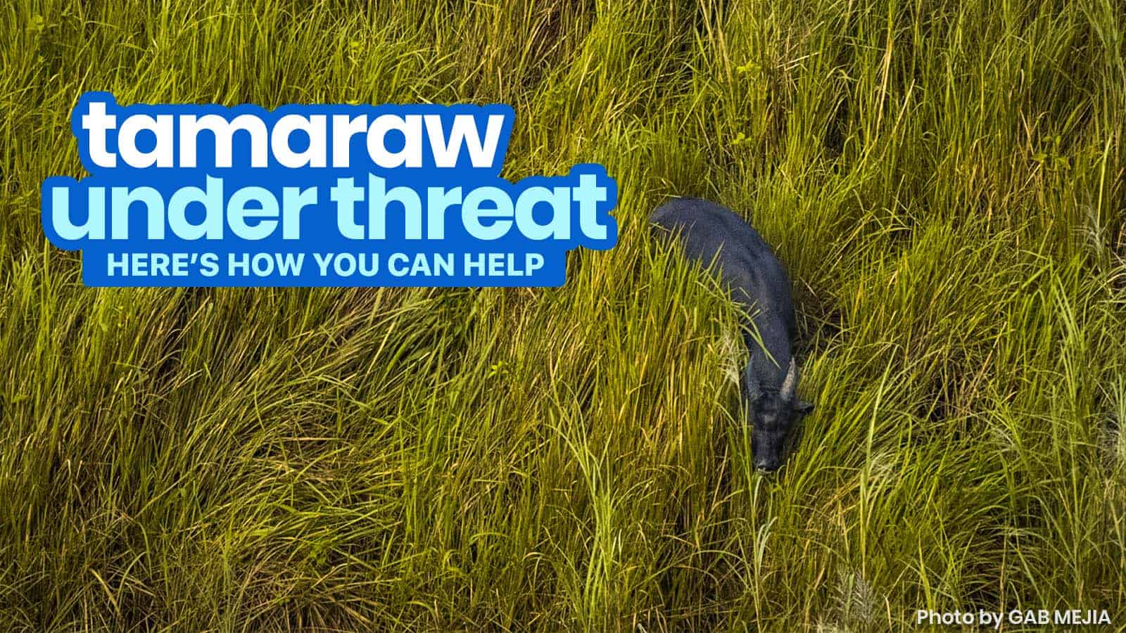 THE TAMARAW IS UNDER THREAT: Here’s How We Can Help Save Them