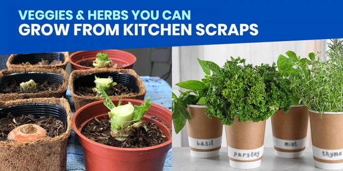 10 VEGGIES & HERBS YOU CAN GROW FROM KITCHEN SCRAPS