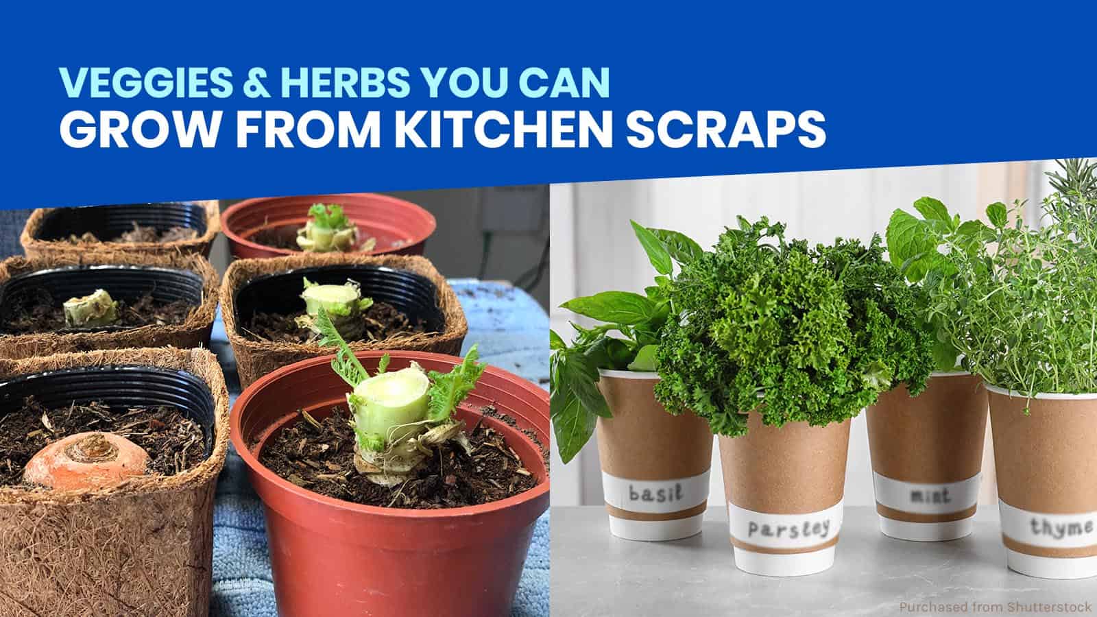 10 VEGGIES & HERBS YOU CAN GROW FROM KITCHEN SCRAPS