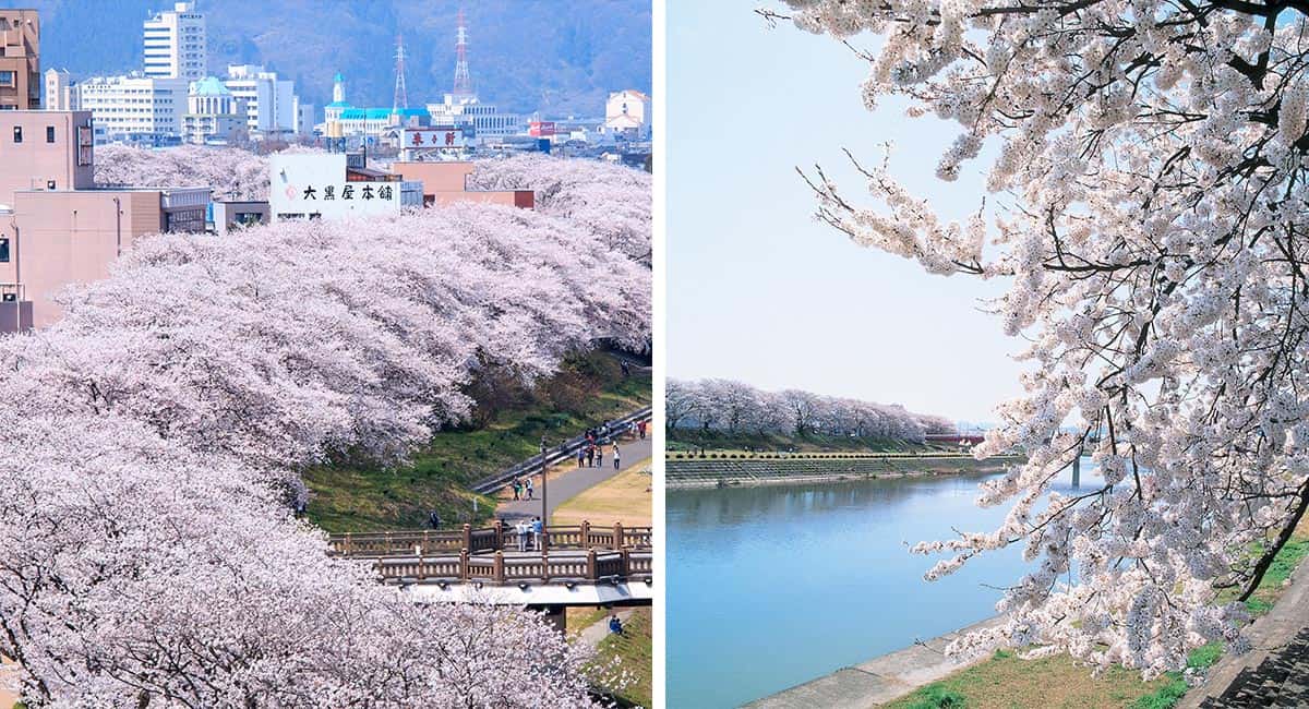 Asuwa River Cherry Blossoms Fukui