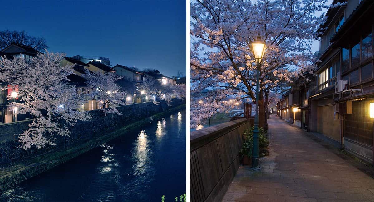 Cherry Blossoms site in Kanazawa