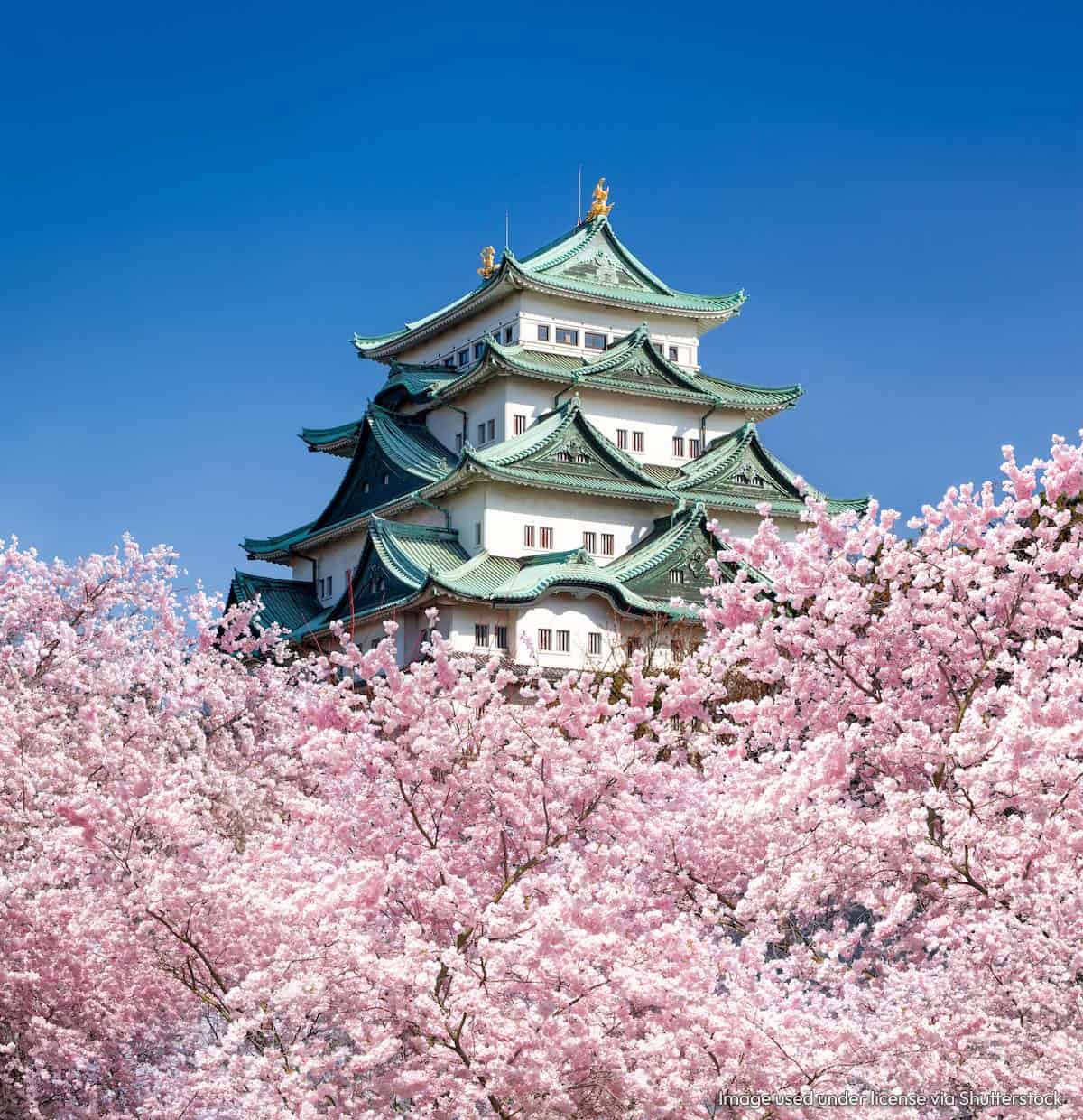Nagoya Castle Cherry Blossoms in Spring