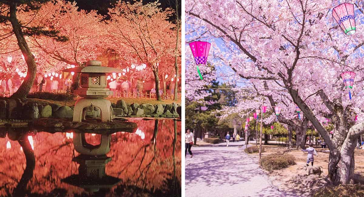 Rojo Park Cherry Blossoms in Japan