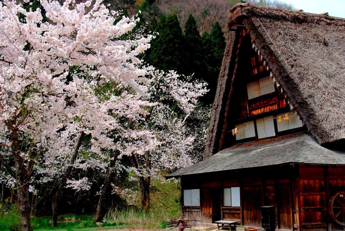 Shirakawago in Spring