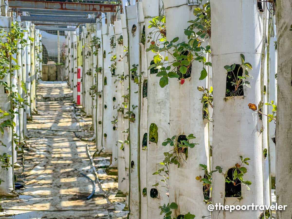 Queens' Vertical Strawberry Farm