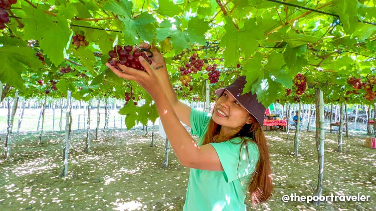 La Union Grape Picking