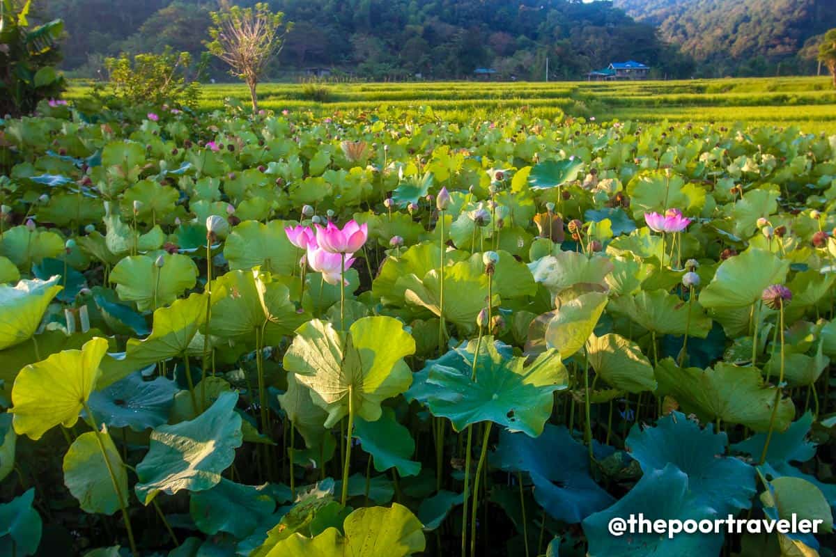 Lotus Farm in La Union