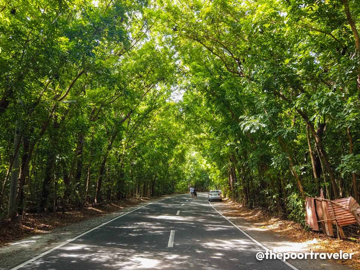 Paraoir Manmade Forest in La Union