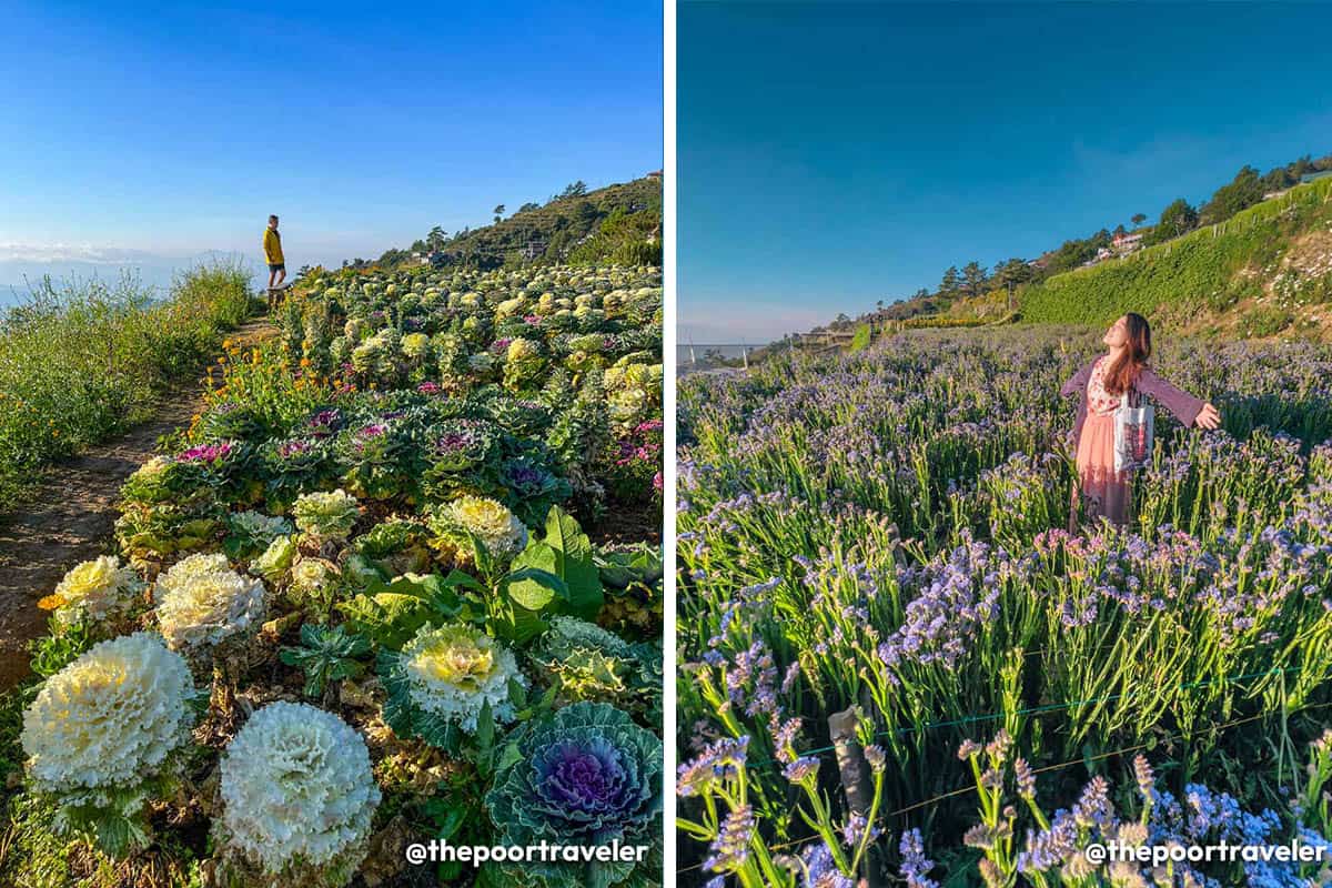 Northern Blossom Flower Farm