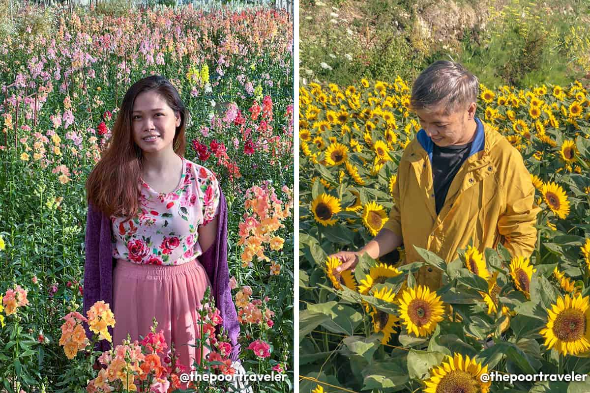 Northern Blossom Flower Park in Atok