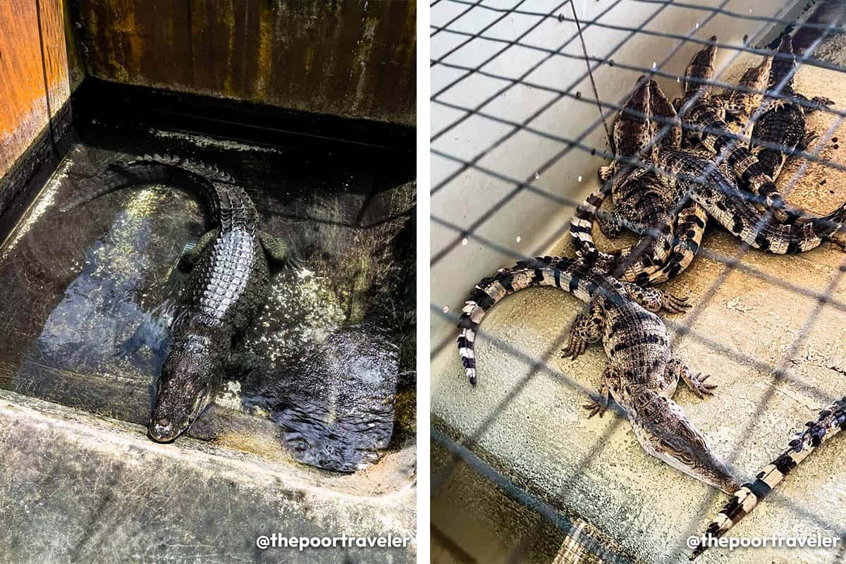 Palawan Crocodile Farm