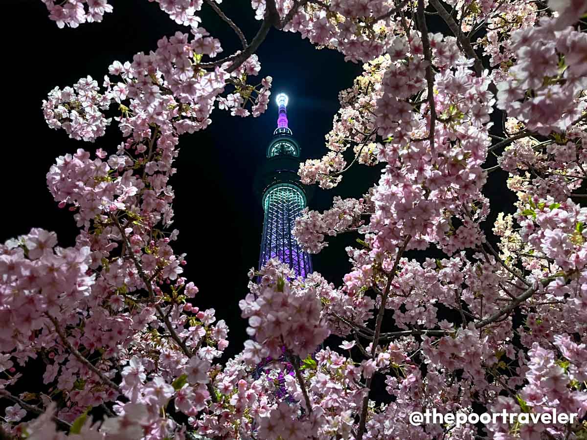 Tokyo Skytree Cherry Blossoms