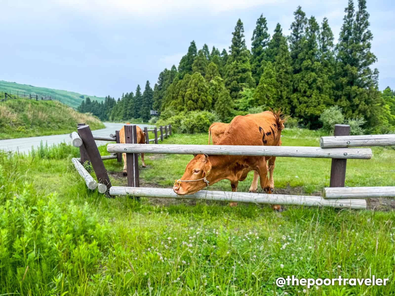 Akaushi Red Cow Mt Aso