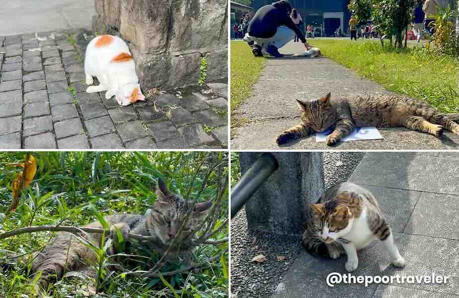 Houtong Cat Village 2