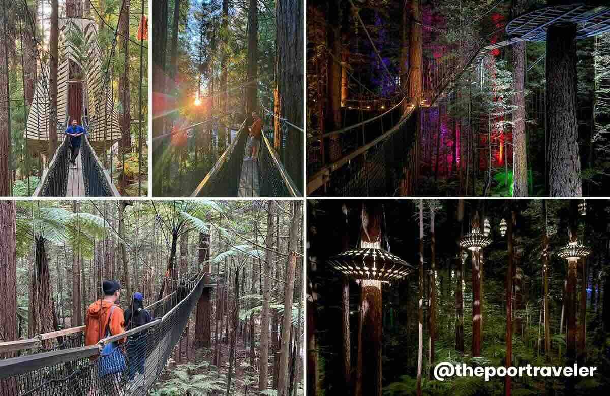 Redwoods Treewalk Rotorua NZ