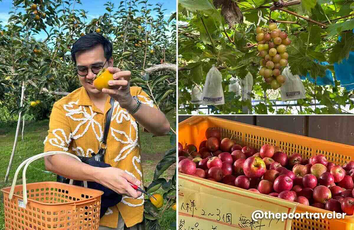 Ringo to Budou no Ki Asakura