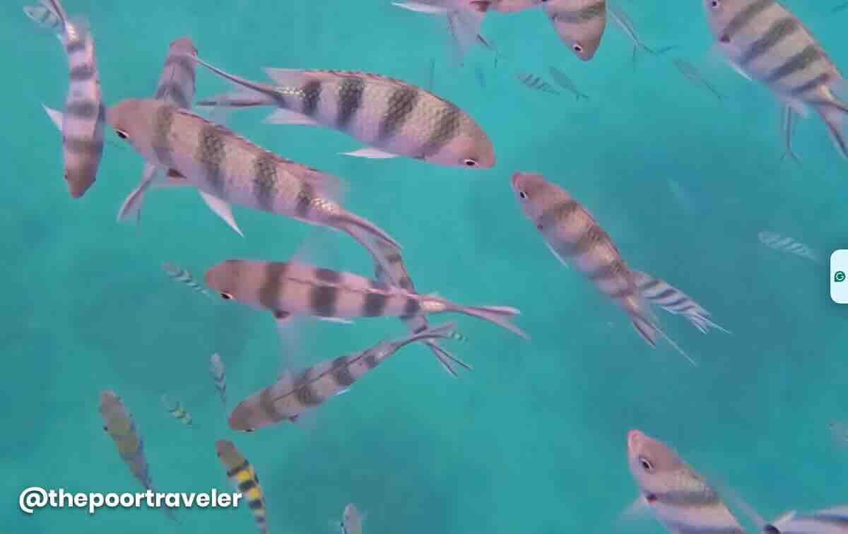 Nat Nat Beach El Nido Snorkeling