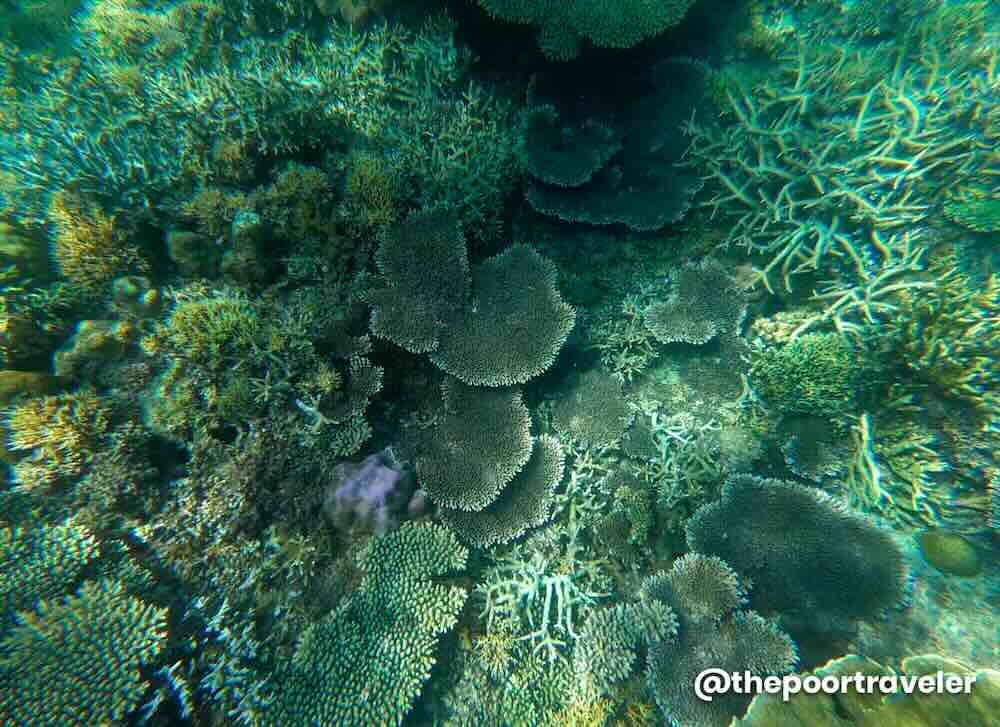 Turtle Garden El Nido